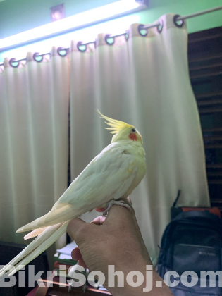 ২ জোড়া ককাটেল। ৩টি টেম